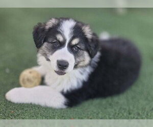 Border-Aussie Dogs for adoption in Fremont, CA, USA