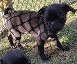 Small #5 Pug