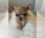 Small Photo #10 French Bulldog Puppy For Sale in STKN, CA, USA
