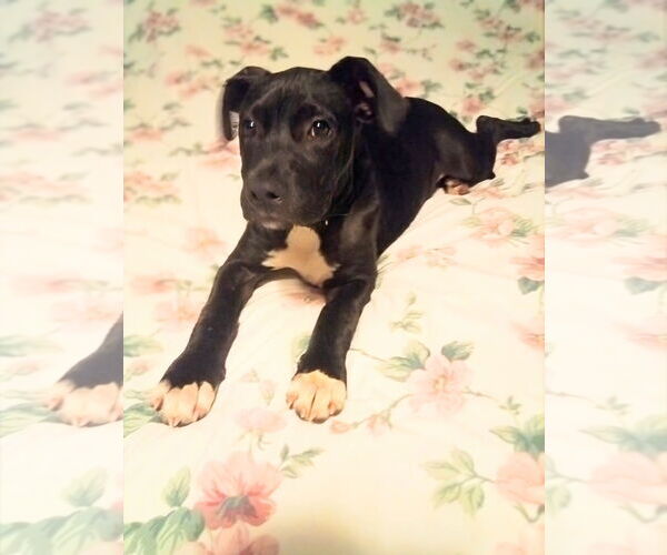 Medium Photo #4 American Staffordshire Terrier-Labrador Retriever Mix Puppy For Sale in Maryville, TN, USA