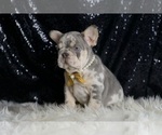 Small #3 French Bulldog