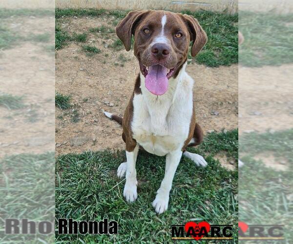Medium Photo #1 Lab-Pointer Puppy For Sale in Maryville, TN, USA