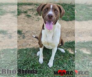 Lab-Pointer Dogs for adoption in Maryville, TN, USA