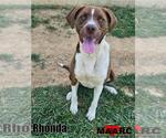 Small Lab-Pointer