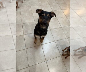 BLIPPI - Male Mutt Dog for Adoption - Photo #9