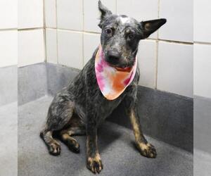 Mutt Dogs for adoption in San Antonio, TX, USA
