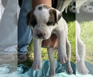 American Bulldog Puppy for sale in LAKE PARK, GA, USA