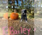 Small Photo #1 Australian Cattle Dog Puppy For Sale in WESTMORELAND, NY, USA