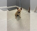 Small American Pit Bull Terrier Mix