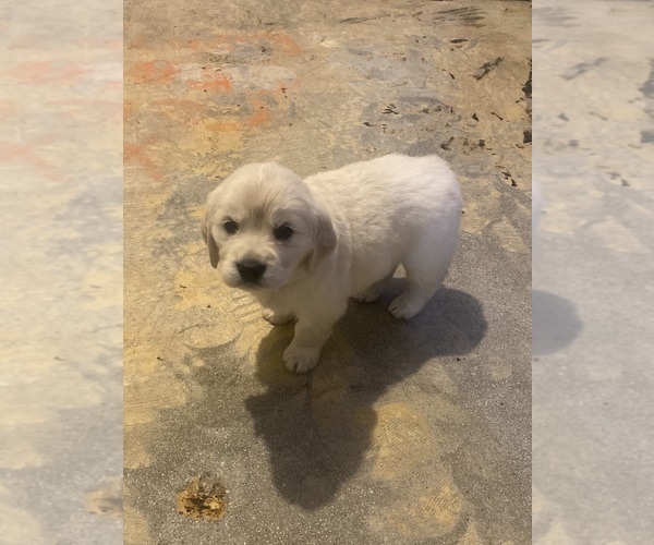 Medium Photo #2 English Cream Golden Retriever Puppy For Sale in BEAUMONT, CA, USA
