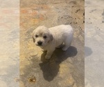 Small #1 English Cream Golden Retriever