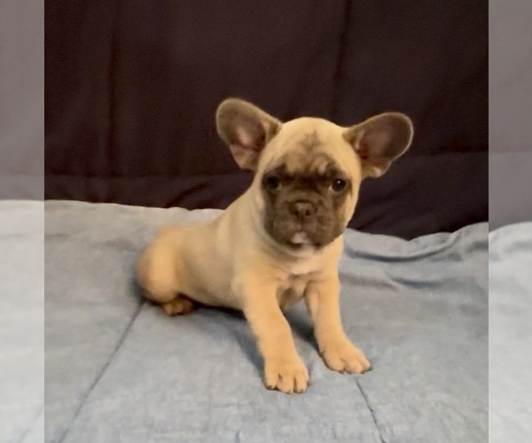 Medium Photo #3 French Bulldog Puppy For Sale in ORANGE, TX, USA
