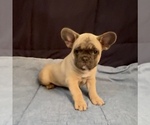 Small #2 French Bulldog