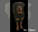 Small Photo #4 Rottweiler Puppy For Sale in Alexander, AR, USA