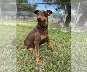Doberman Pinscher Dogs for adoption in Devine, TX, USA