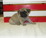 Small Photo #1 Pug Puppy For Sale in MOUNT SOLON, VA, USA