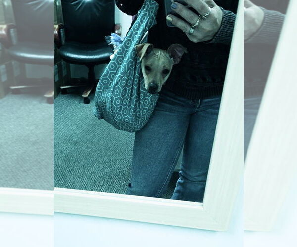 Medium Photo #12 Jack Chi Puppy For Sale in Princeton, MN, USA