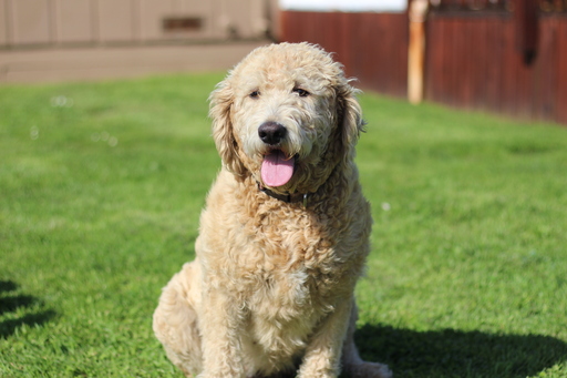 Medium Photo #1 Labradoodle Puppy For Sale in FERNDALE, CA, USA