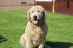 Small Photo #1 Labradoodle Puppy For Sale in FERNDALE, CA, USA