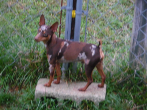 Medium Photo #1 Miniature Pinscher Puppy For Sale in MARIETTA, OH, USA