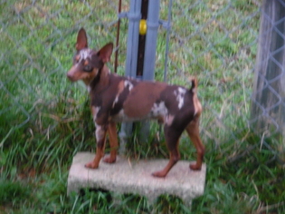 Father of the Miniature Pinscher puppies born on 04/19/2016