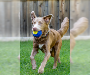 Charlie Chaplin - Male Goldmaraner Dog for Adoption - Photo #7