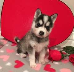 Alaskan Klee Kai Puppy for sale in WINCHESTER, OH, USA