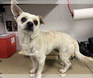 Chihuahua Dogs for adoption in Corona, CA, USA