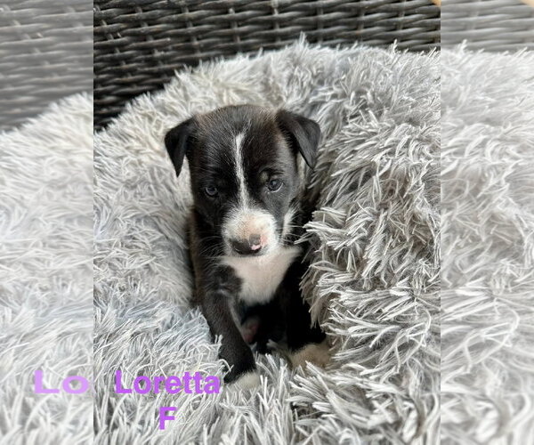 Medium Photo #1 Mutt Puppy For Sale in Oakhurst, NJ, USA