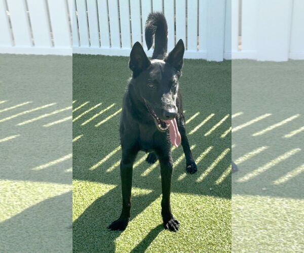 Medium Photo #2 Mutt Puppy For Sale in Boonton, NJ, USA