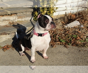 Mother of the American Bully puppies born on 05/06/2022