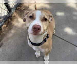 Mutt Dogs for adoption in Tulsa, OK, USA