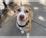 CHERRY - Female Mutt Dog for Adoption - Small photo