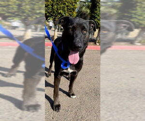 Shepradors Dogs for adoption in Chula Vista, CA, USA