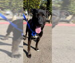 Small Shepradors