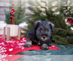 Puppy 2 Mutt-Schnauzer (Miniature) Mix
