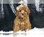 Puppy Jet F1B Goldendoodle (Miniature)