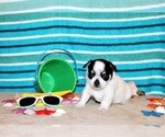 Puppy Edison Chihuahua