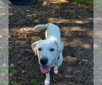 Small Photo #5 Mutt Puppy For Sale in Holland, MI, USA
