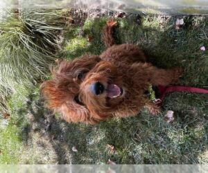 Poodle (Miniature)-Unknown Mix Dogs for adoption in Santa Barbara, CA, USA