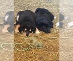 Small #2 German Shorthaired Lab