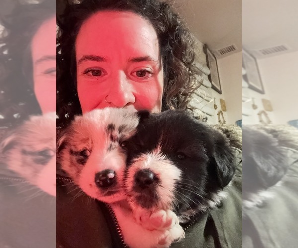 Medium Photo #4 Akita-Bernedoodle Mix Puppy For Sale in TUCSON, AZ, USA