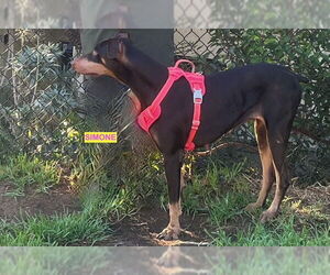 Doberman Pinscher Dogs for adoption in Woodland Hills, CA, USA