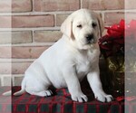 Small Photo #8 Labrador Retriever Puppy For Sale in LEOLA, PA, USA
