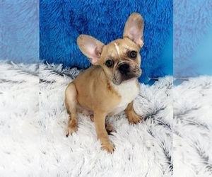 French Bulldog Puppy for sale in SANDY HOOK, KY, USA