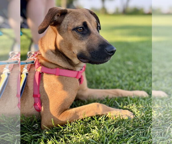 Medium Photo #2 Black Mouth Cur-Unknown Mix Puppy For Sale in Princeton, MN, USA