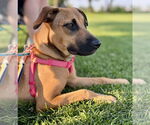 Small #1 Black Mouth Cur Mix