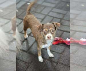 Chihuahua Dogs for adoption in Sandy, UT, USA