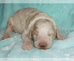 Small #1 Labradoodle