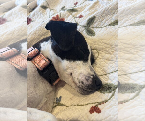 Medium Photo #12 Jack Russell Terrier-Unknown Mix Puppy For Sale in Rockaway, NJ, USA